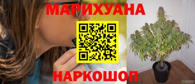 дмт Гай